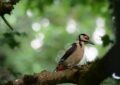 vogel, bird, woodpecker, dendrocopos major, animal, nature