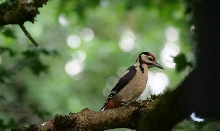 BirdNET & KI: wie Technologie die Vogelbestimmung revolutioniert
