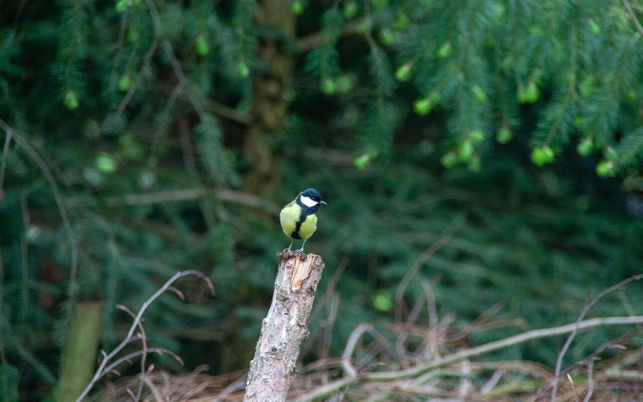 bird, wild, animel, focus, vögel, details, nature