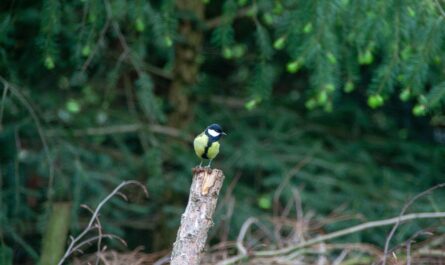 bird, wild, animel, focus, vögel, details, nature