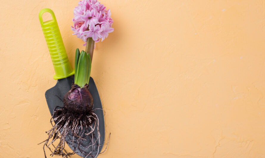 Blumenzwiebeln im Herbst setzen: So wird Ihr nächster Frühling zum Blütenmeer